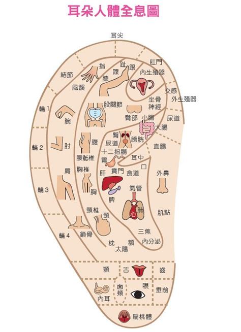 耳穴道|漢方耳穴療法